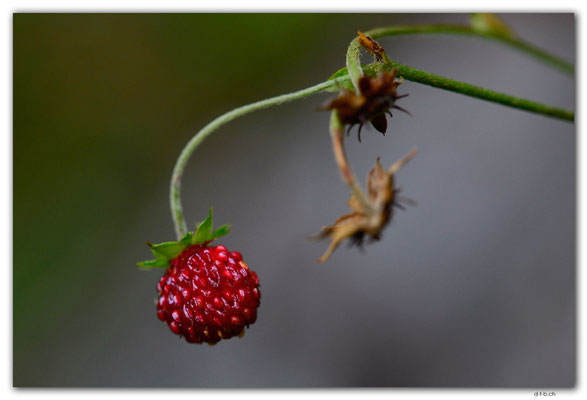 GW0554.Wilde Erdbeere