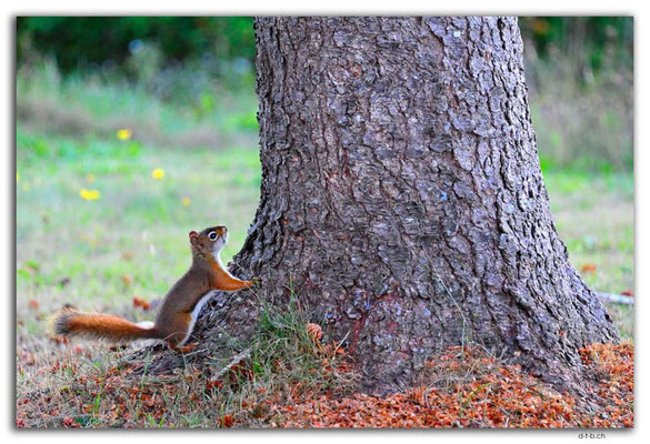 CA1295.Squirrel.East River