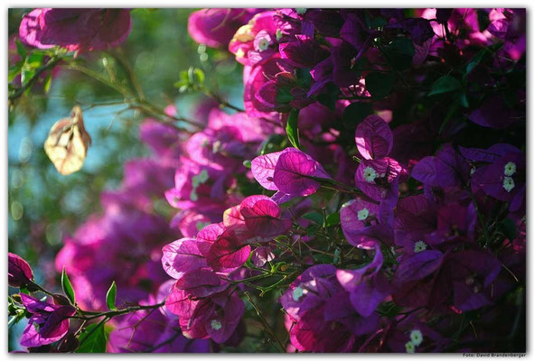 LAN055 Blumenwand