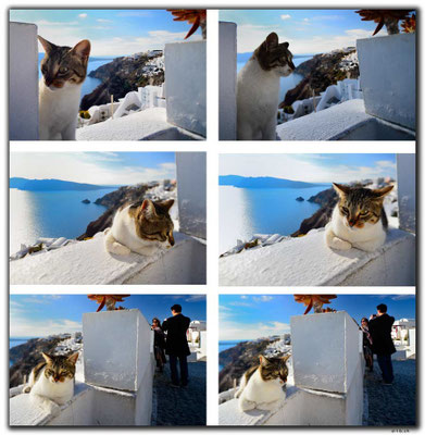 GR0602.Oia.Katze