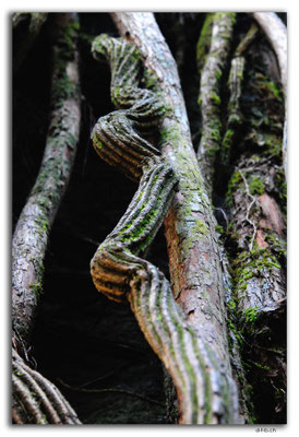 NZ0639.The Grove.Roots