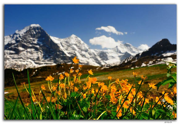 GW0279.Butterblumen
