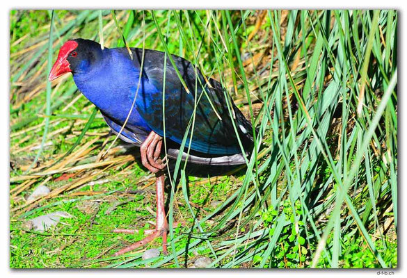 NZ0988.Christchurch.Willowbank Reserve.Pukeko