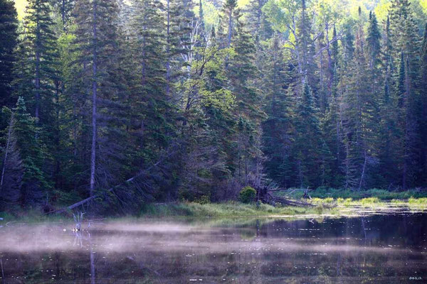CA0468 Algonquin Morgennebel