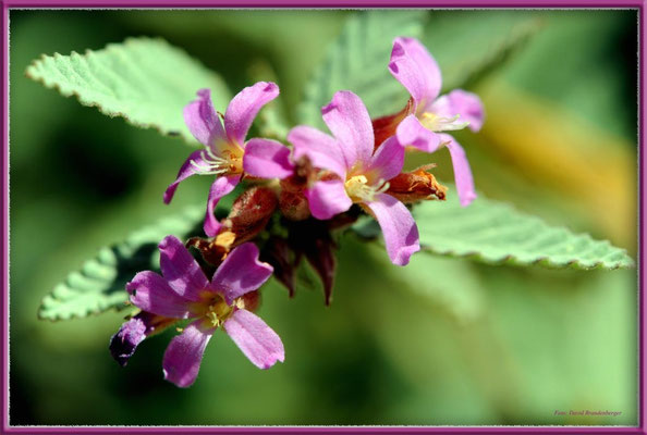 JM117.Blüten.Portmore