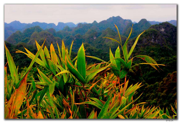 VN0025.Cat Ba