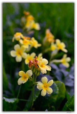 GW0502.Schlüsselblume