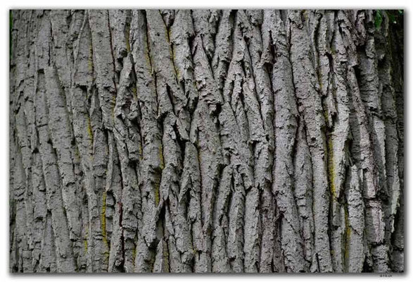 PL175.BialowiezaN.P. Baumrinde