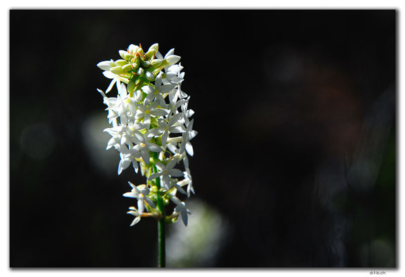 AU0567.Grigsons Lookout.Blume