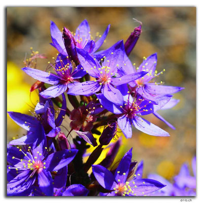 AU0627.Blume