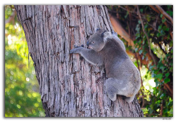 AU1144.Portland.Koala