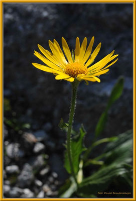 A0275.Clusius' Gemswurz,Klosters.CH