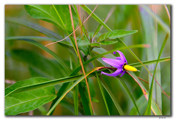 PL307.Leba.Blume