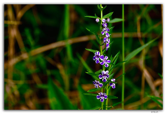 SB0019.Malaita.Auki.Flower