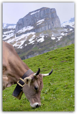 A0929.Kuh vor Monolith.Hürithal.CH