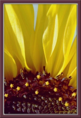 A0107 Sonnenblume,Klosters.CH