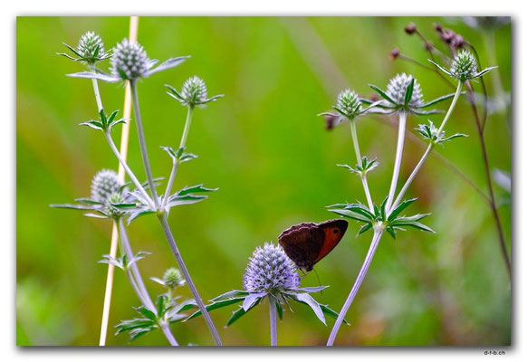 PL163.Warschau.Blume+Schmetterling