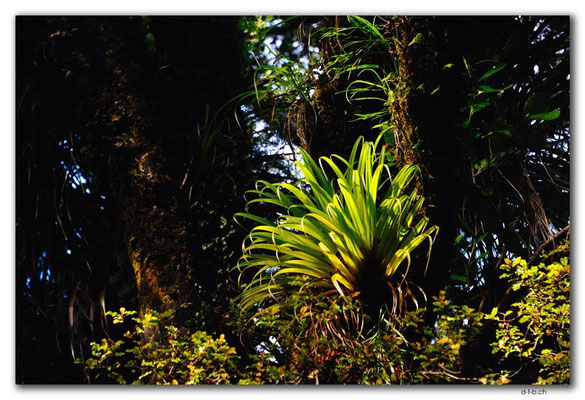 NZ0077.Parasitenpflanze