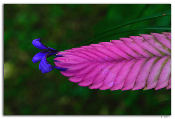 ID0133.Ubud.Blume