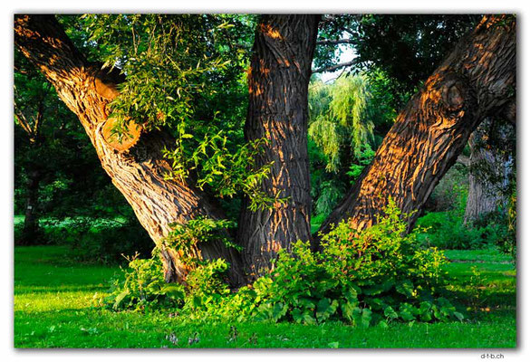CA1153.Ottawa.Arboretum