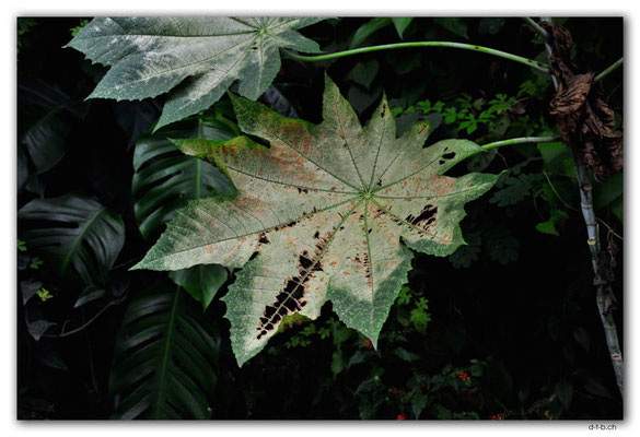 VT.0006.Port Vila.Leaves
