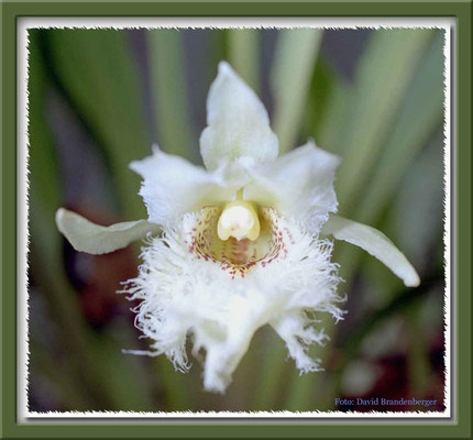 76.Orchidee,Mindo,Ecuador