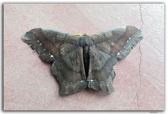 EQ0355.Los Bancos.White Witch Moth.Thysania agrippina