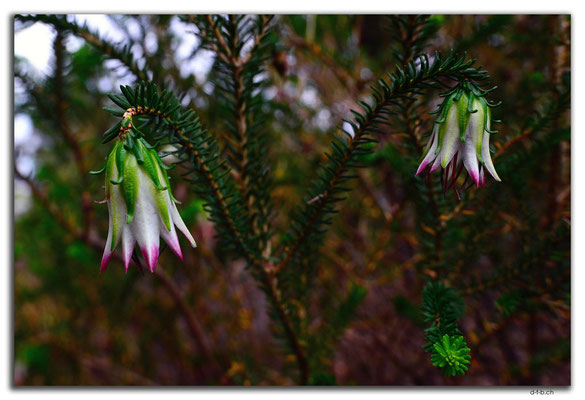AU0712.Perth.Kings Park.Cranbrook Bell