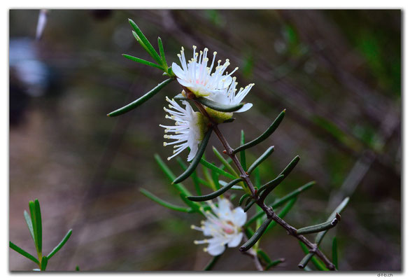 AU0647.Mt.Observation.Blume