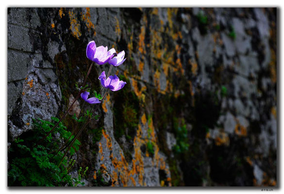 TR0211.Kayaköy.Mauerblume