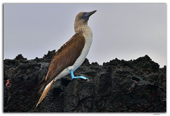 EQ0255.Santa Cruz Island.Blue footed Boobie