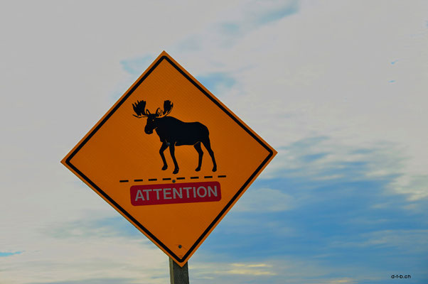 Canada. Moose