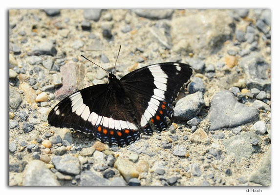CA0614.Mistaya Canyon.Butterfly