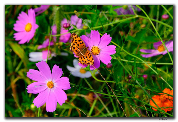 KR0145.Schmetterling in Blumenwiese