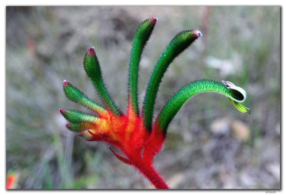AU0640.Mt.Observation.Kangaroo Paw