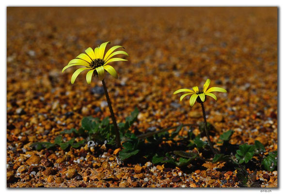 AU0444.Kalbarri N.P.Blumen