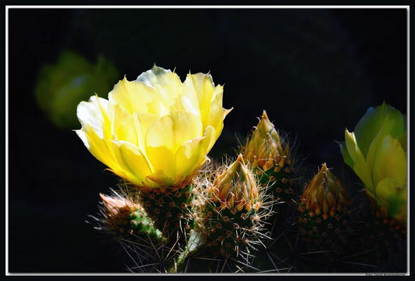 LAN025 Jardin de Cactus