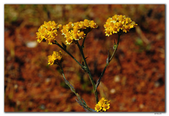 AU0391.Blume