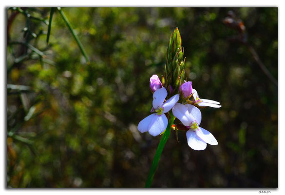 AU0610.Nilgen N.R.Orchid