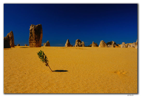 AU0590.Nambung N.P.Pinnacles