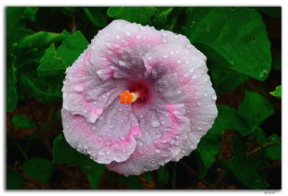 ID0036.Denpasar.Hibiskus