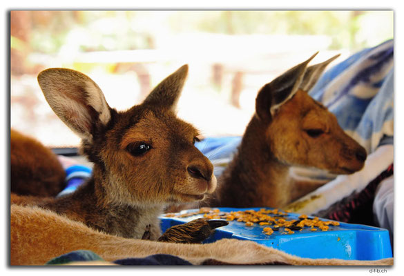 AU0753.Diamond Tree.Kangaroos