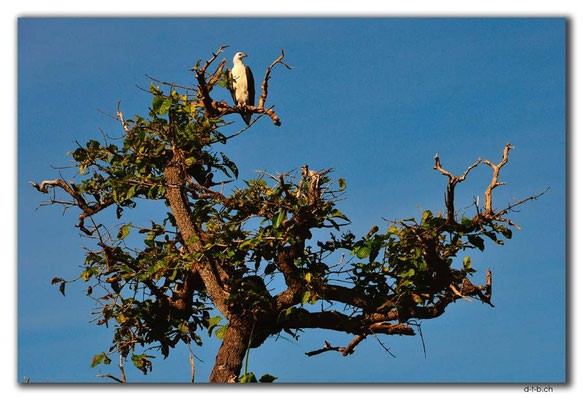 AU0023.Corroboree Billabong.White bellied Sea Eagle