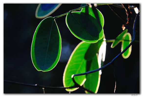 AU1649.Sydney.Gap Bluff.Leaves