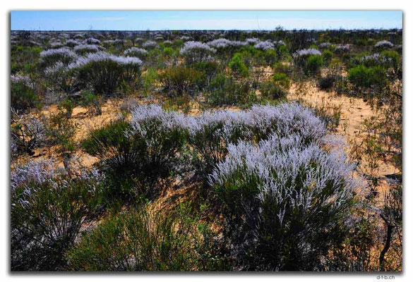 AU0426.Smokebush