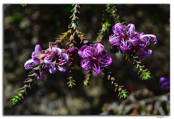 AU0843.Neds Corner Rd.Blume