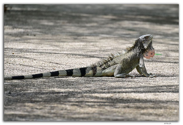 CW0059.Hato Cave.Iguana