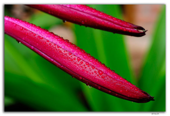 EQ0359.Los Bancos.Purple Giant Crinum Lily.Crinum amabile