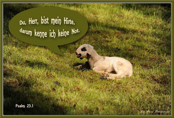 S0124.Lamm.Seewis.CH.Psalm 23.1