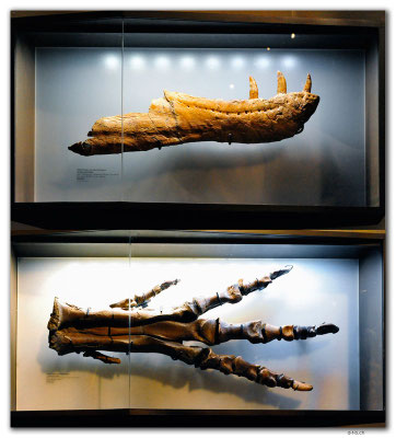 CA0770.Drumheller.RTM.Albertosaurus sarcophagus orig